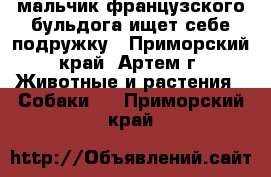 мальчик французского бульдога ищет себе подружку - Приморский край, Артем г. Животные и растения » Собаки   . Приморский край